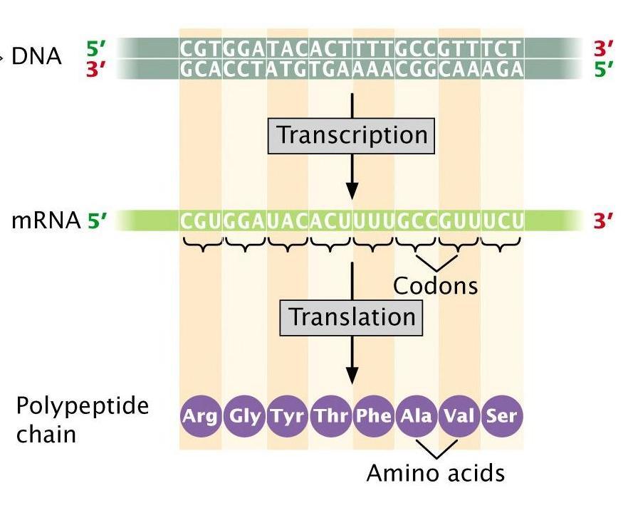 El orden de los aminoácidos en la cadena proteica (secuencia) está determinado por la secuencia (orden) de nucleótidos.