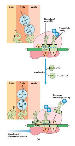 Elongación Requerimientos Ribosoma completo (complejo de iniciacion) Aa-ARNts especificados por cada codón Actividad peptidil-transferasa (23s) GTP, Mg 2+ P A