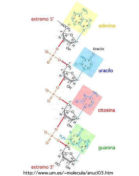 ARN ARN es una molécula de ácido nucleico. Está formado por una única cadena.