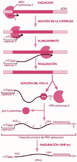 mensajero (ARNm) ARN transferencia (ARNt) ARN