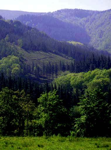 FASE 1: Compromiso político Decreto de 15 de junio de 2010 Contenido: Definiciones Producto forestal Explotación forestal sostenible Explotación forestal europea Papel reciclado