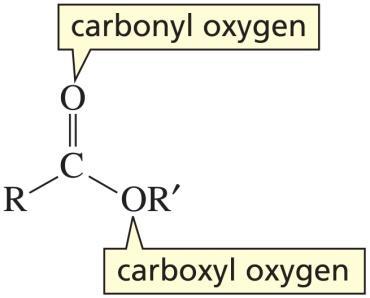 Nomenclatura de esteres Sistemático: etanoato de etilo propanoato de fenilo 3-bromobutanoato de metilo ciclohexanocarboxilato Común: