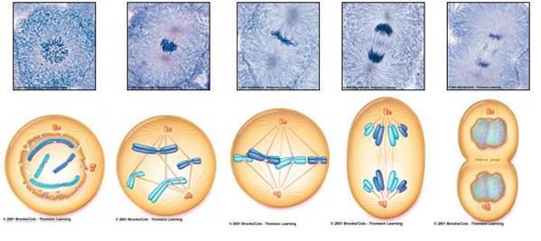 3. Ciclo celular: mitosis 3.