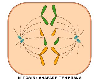 3. Ciclo celular: mitosis 3.1 Etapas de la mitosis Anafase Los centrómeros se separan.