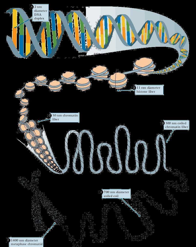 1. Organización del material genético En las células eucariontes, el estado del material genético depende de la etapa del ciclo celular en