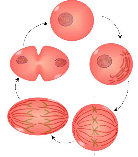 3. Ciclo celular: mitosis 3.3 Importancia de la mitosis Como proceso de división celular, permite entregar la misma información genética de la célula madre a sus dos células hijas.