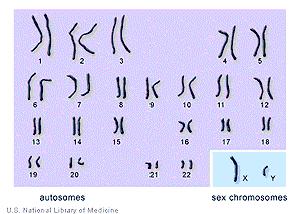 1. Organización del material genético 1.2 Cromosomas homólogos Par de cromosomas que presentan el mismo tamaño y forma.