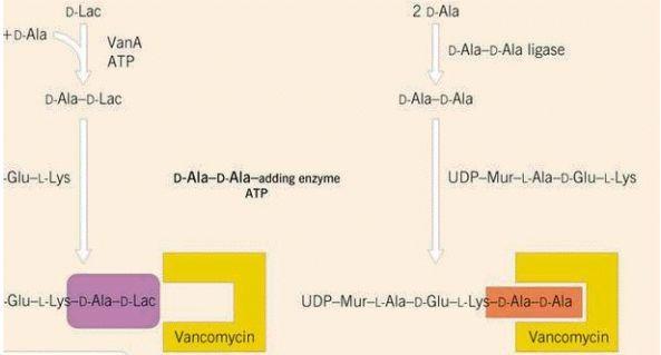 Mecanismo de acción y de resistencia de glicopéptidos en Enterococos Bacterias resistentes a vancomicina