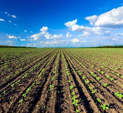Qué es la Rotación? La rotación a de cultivos es una práctica que aporta múltiples beneficios para el medioambiente y para el agricultor.