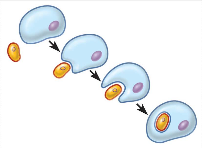 Teoría de endosimbiosis Organelos semiautónomos