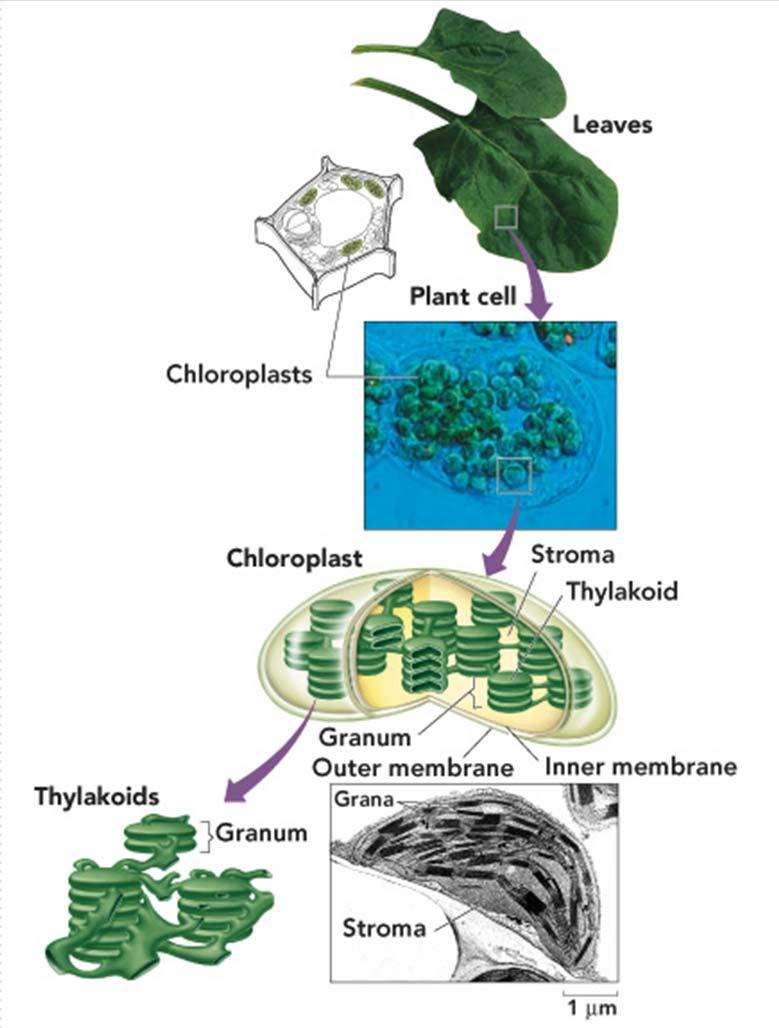 Plastidios: cloroplasto (verde) Fotosíntesis Plantas,