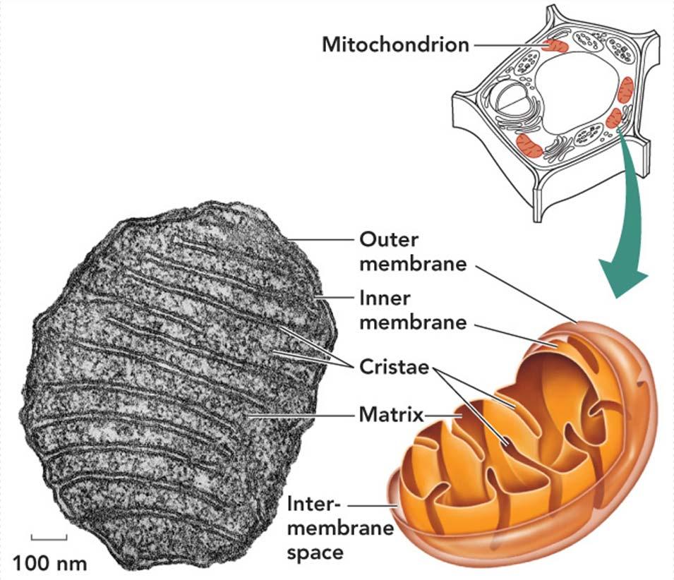 Mitocondria Endosimbiosis: envoltura Crestas,