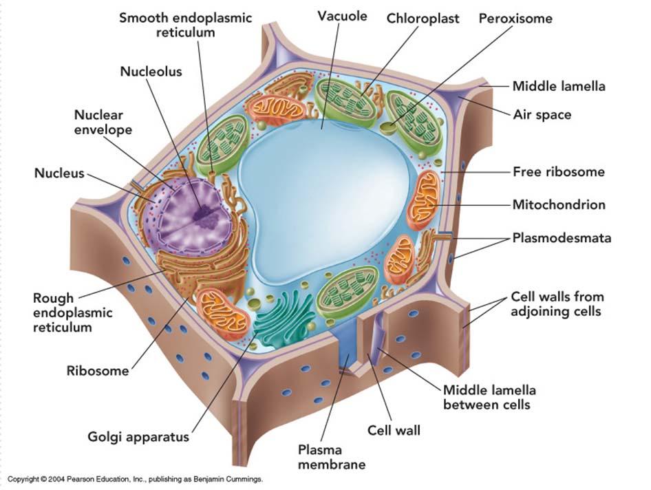 Microcuerpos o microsomas Una sola membrana