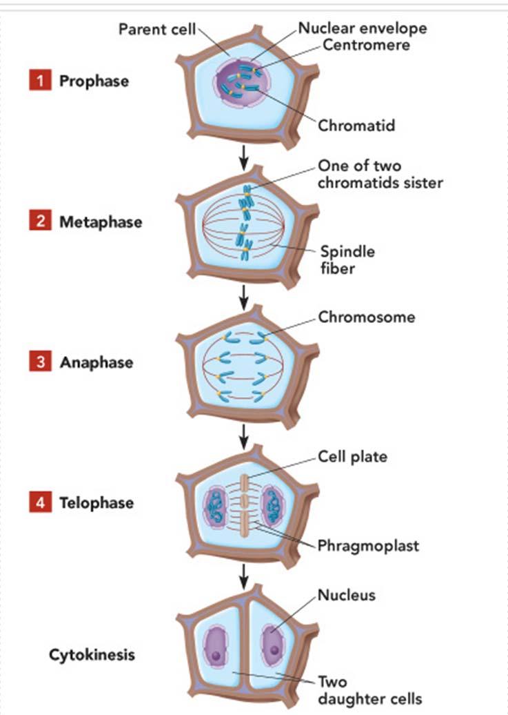 Citoquinesis o citocinesis Fragmoplasto Vesículas