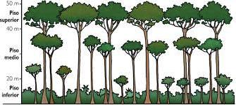 La vegetación es muy densa, variada y se desarrolla en estratos o pisos. En el estrato superior los árboles crecen más de 40 metros.