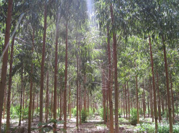 12,000 hectareas de pino, eucalipto y especies nativas (10%) Apunta a