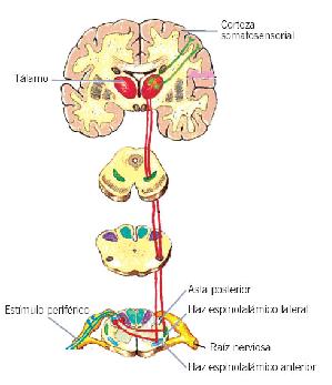 mielina en el SNP) Puede adoptar las siguientes conformaciones: Comisuras: Conjunto de fibras nerviosas