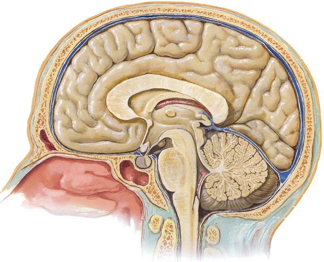 Sistema Nervioso Central Diencéfalo - Tálamo - Epitálamo - Hipotálamo - Subtálamo Tronco encefálico Contiene centros de reflejos importantes, también esta el control