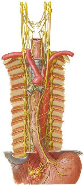 Anatomía del sistema nervioso simpático 1) Cadenas de ganglios simpáticos paravertebrales (interconectados con ramos interganglionares) 2) Se extienden desde la base