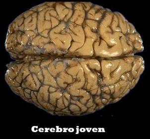 Generalidades del Sistema Nervioso Nacemos con alrededor de 100.000 millones de neuronas cerebrales.