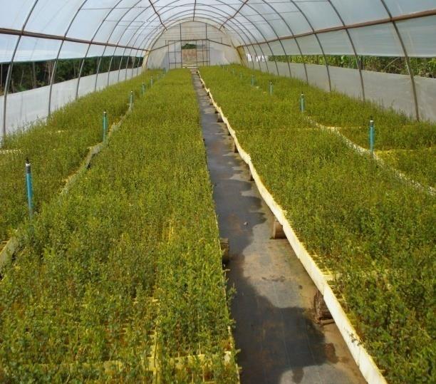 2. Producción de plantas Las plantas son producidas por Forestal Mininco S.A., cuyas instalaciones se encuentran en la localidad de Villa Mañihuales, región de Aysén.