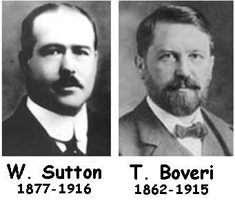 Teoría cromosómica de la herencia 1902, Walter Sutton y Theodor Boveri Comprensión de