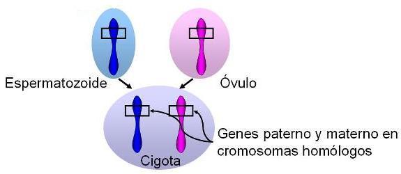 Teoría cromosómica de la herencia Cada par de cromosomas homólogos se compone de uno
