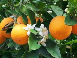 Azahar, Naranjas