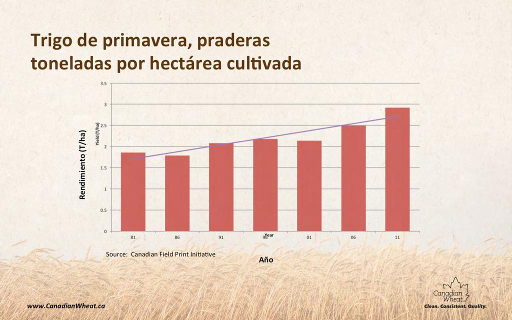 La tendencia de aumentar la eficiencia del uso del suelo en la producción de trigo primaveral se ve claramente en esta gráfica que detalla los cambios durante un periodo de 30 años.