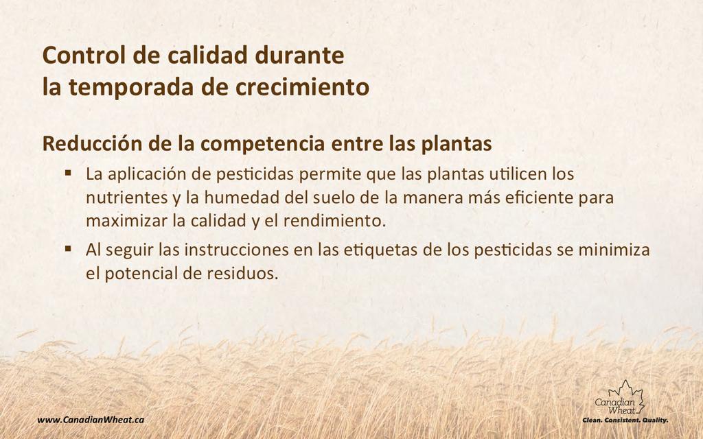 Como agricultor, sé que la producción de trigo con calidad de exportación comienza al sembrar la mejor semilla y cuidarla muy bien.