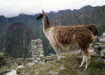 El Perú, también es productor del algodón nativo con diferentes tonalidades de colores naturales.
