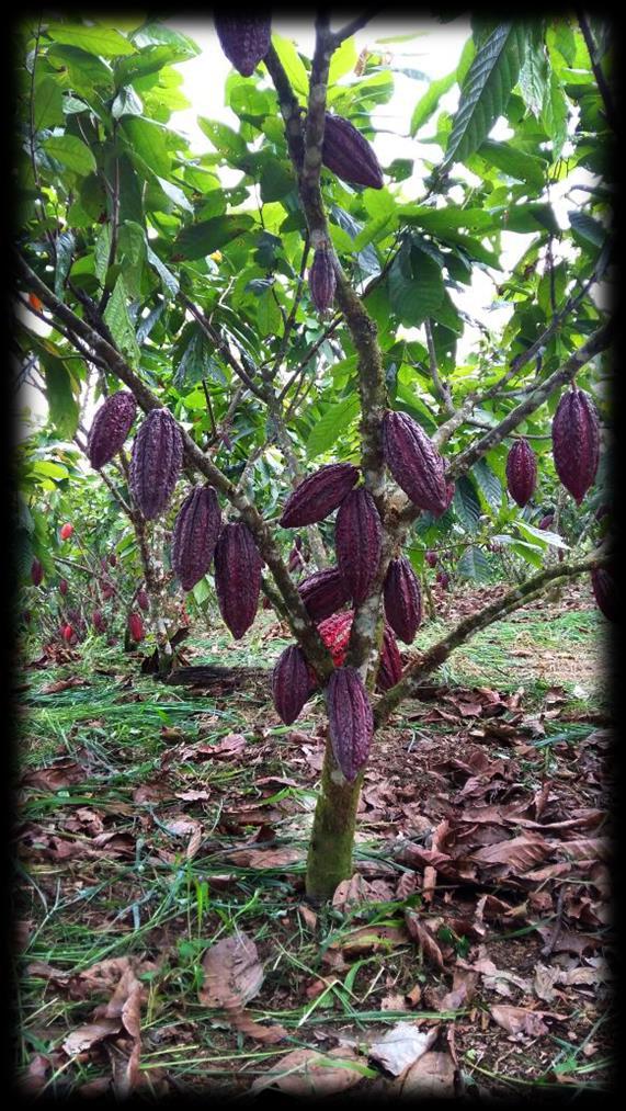 Además, Ecuador también desarrollo en los años 60's otra variedad de cacao, conocida como CCN51,