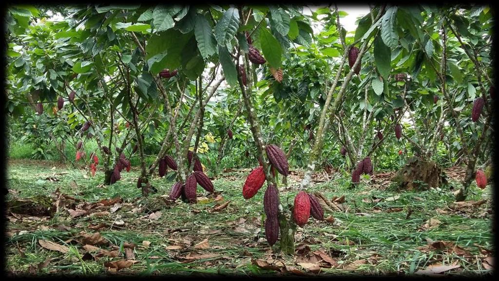 cacao CCN51 no tiene sabor ni aroma floral ni frutal, sus granos tiene gran contenido de manteca de