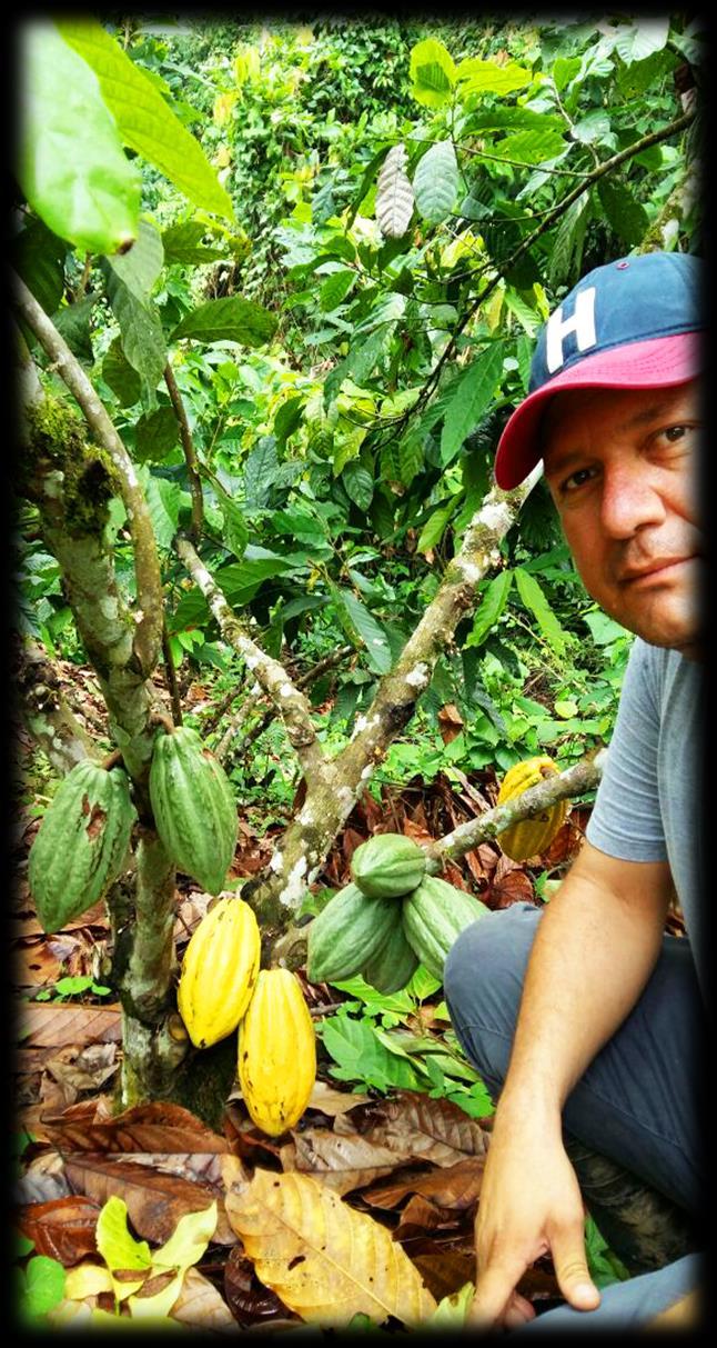 Además, Sociedad Agrícola Santa Lucia, desarrollo el mismo proceso post cosecha del cacao CCN 51 para garantizar calidad del grano