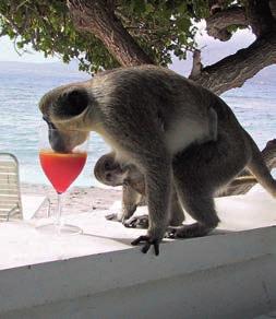 SOCIEDAD ALCOHOL Los catarrinos son primates. Su nombre proviene del griego katá, «hacia abajo» y rhinós, «nariz».