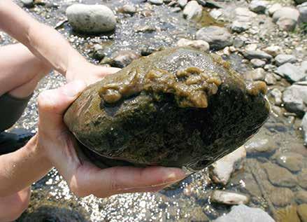 IMPORTANTE DYDIMO (Dydimosphenia geminata) Alga exótica invasora Dydimo o Moco de roca produce graves daños en los ecosistemas acuáticos.