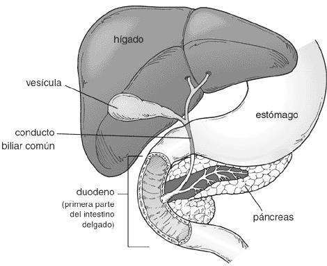El Páncreas Es un órgano glandular mixto, donde su función endocrina es producir las hormonas insulina, glucagón y somatostatina, a partir de unas estructuras denominadas islotes de Langerhans, para