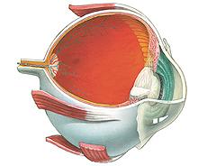 Es la pérdida de la visión en un ojo debido a la ausencia temporal de circulación a la retina. Puede ser un signo de un accidente cerebrovascular inminente.
