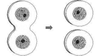 En los pluricelulares producen nuevas células que permiten el crecimiento del organismo o sustituyen a las células
