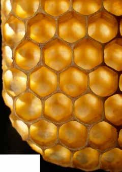 EL PROPOLEO Es una resina pegajosa recolectada de los árboles, las abejas lo usan para sellar las grietas y embalsamar los
