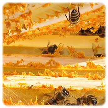 LA CERA Es un producto segregado por las glandulas cereras de las abejas, y es el mejor material para la fabricación de velas.