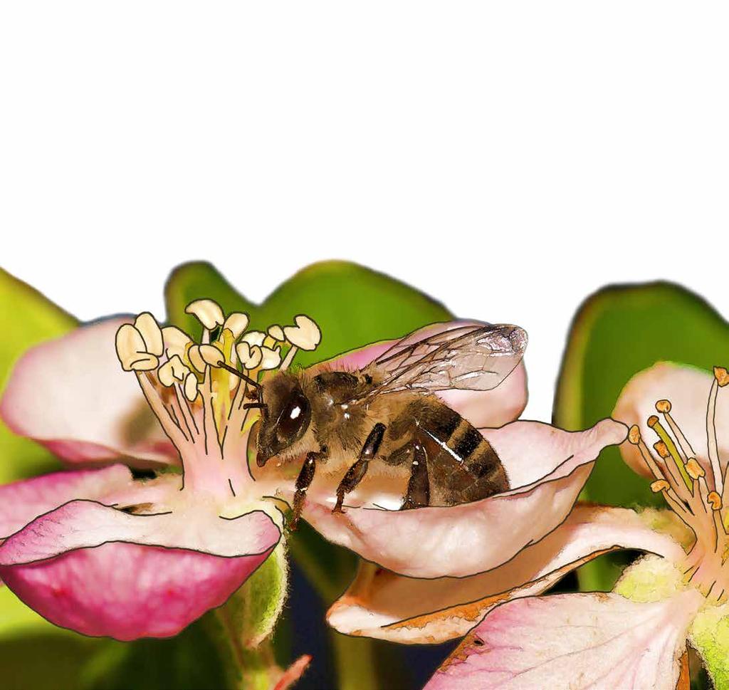 Las Abejas y la Naturaleza Las abejas son sin duda los insectos más importantes del planeta y todos debemos cuidarlas y protegerlas.