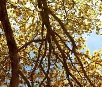 FUENTES HÍDRICAS PROTEGIDAS Dentro de los beneficios de los árboles