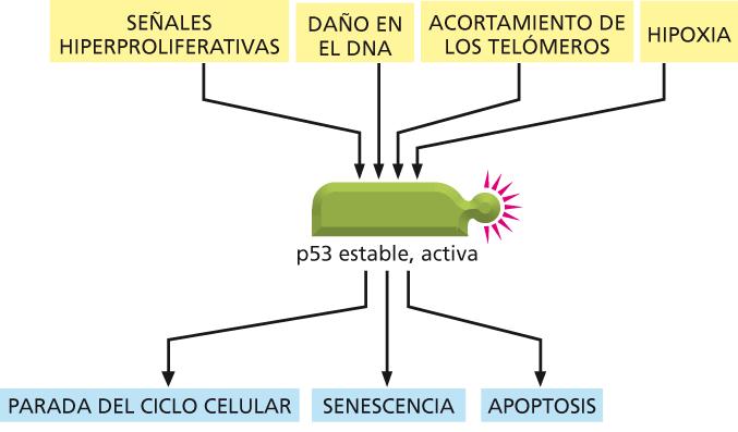 Modo de acción del supresor tumoral p53.