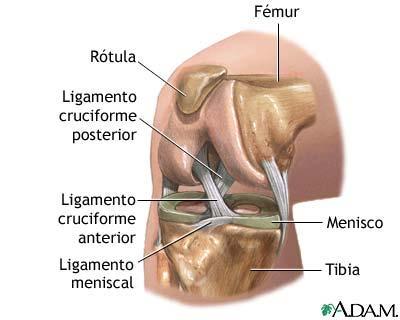 Principales componentes de la rodilla humana: Fémur Tibia Cartílago articular Rótula Meniscos