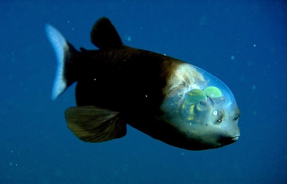 La Barreleye o pez duende. Resulta que las dos pequeñas protuberancias de su cara no son sus ojos!