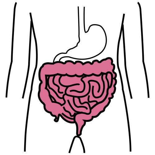 intestino