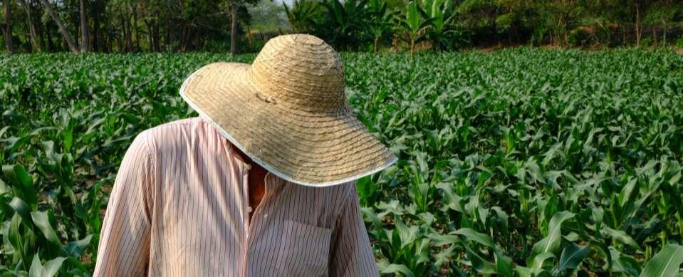 Financiamiento Los productores del 11,1% de UPA en el área rural dispersa censada solicitaron crédito para el desarrollo de sus actividades agropecuarias.