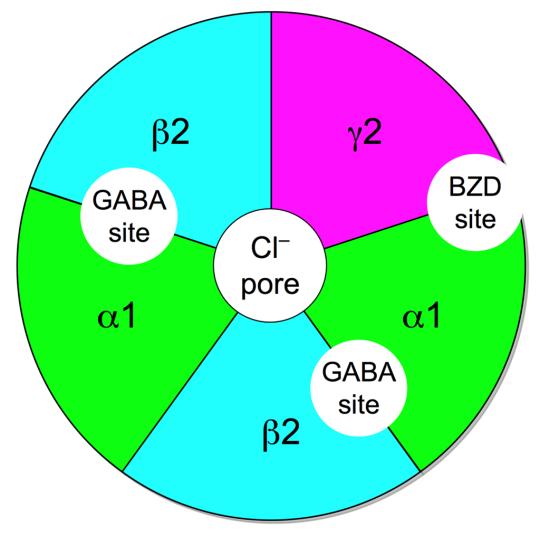 GABA A - Requieren del neurotransmisor