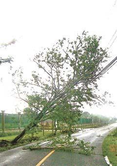 a) a) b) FIG. 14. (a) Caída de un árbol sobre el tendido eléctrico en el Barrio El Socorro de Heredia el día 25 de mayo. (b) Caída de un árbol en el sector de Moraría.